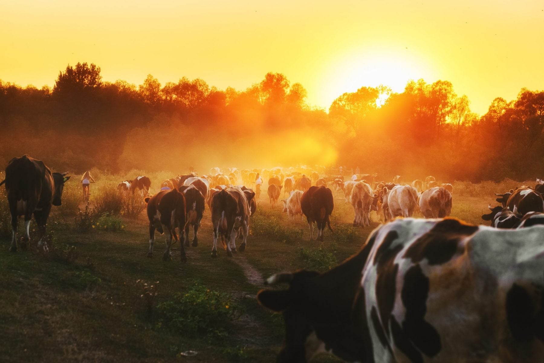Cows grazing in a Wisconsin pasture at sunset, symbolizing Greene Grass Tallow’s commitment to locally inspired, grass-fed, and natural ingredients.