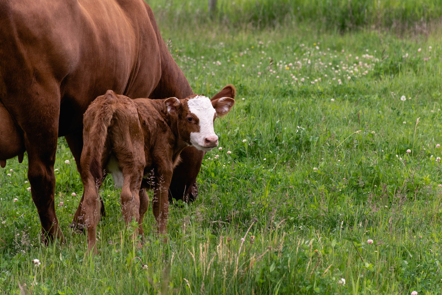 Cow and calf standing in a grassy Wisconsin pasture, representing Greene Grass Tallow’s inspiration from locally raised, grass-fed ingredients and natural farming values.